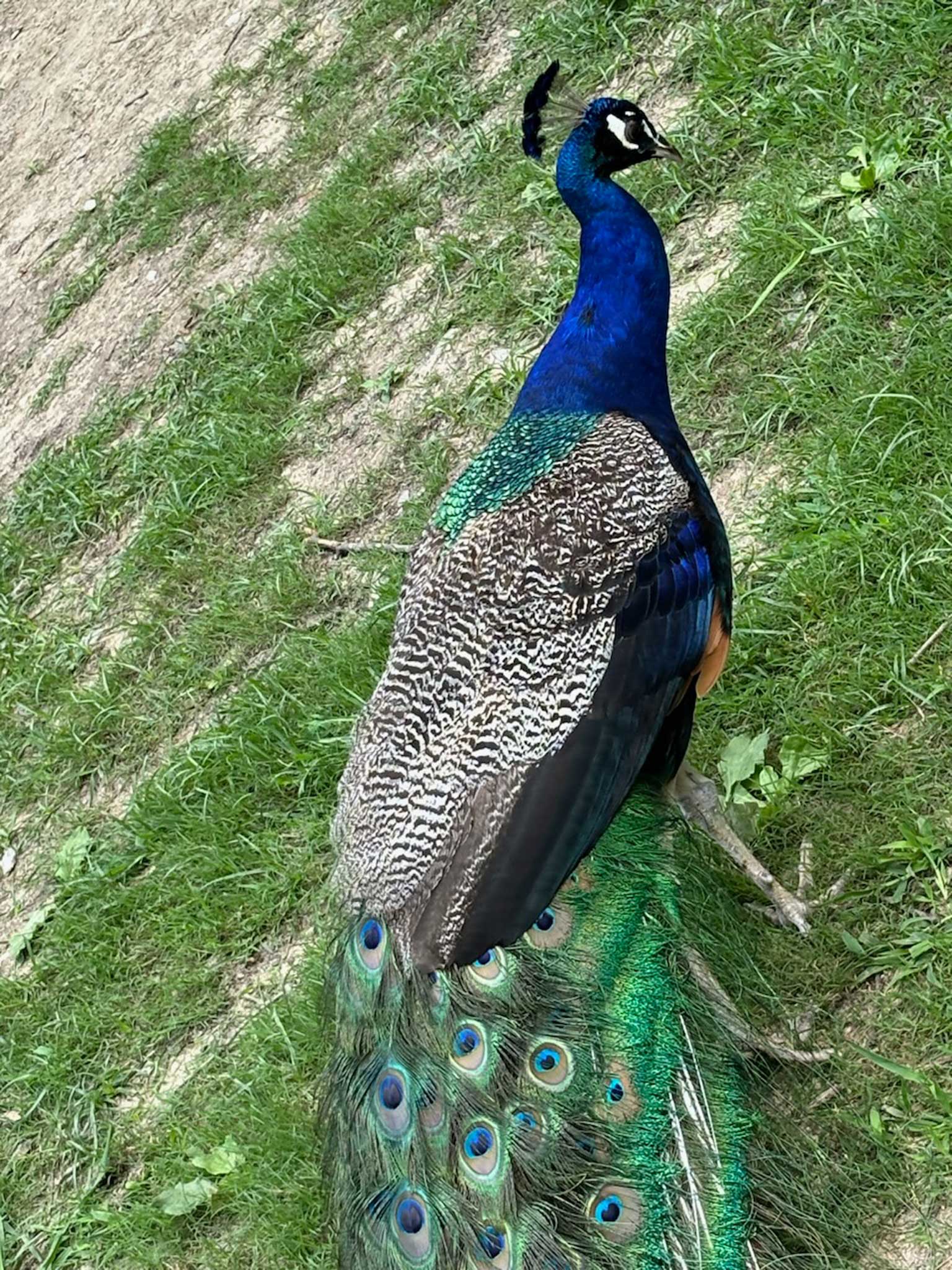 Check out our trip to the Zoo!